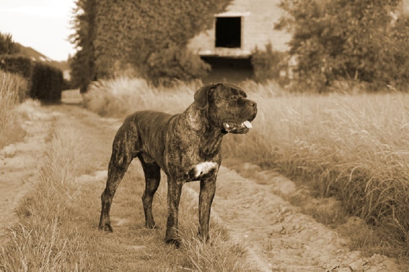 Publication : Dei Molossi D'eburon Auteur : Katja Chtuka