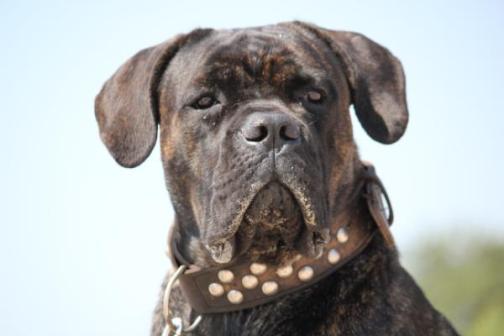 Publication : Dei Molossi D'eburon Auteur : Katja Chtuka