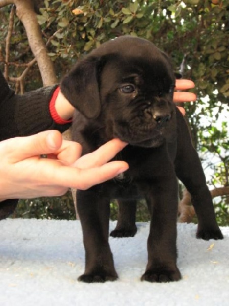 Publication : Dei Molossi D'eburon Auteur : Katja Chtuka