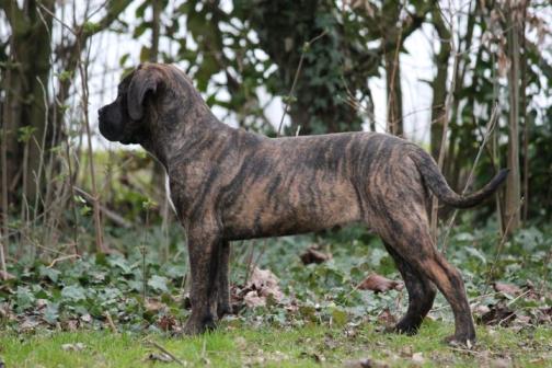 Publication : Dei Molossi D'eburon Auteur : Chtuka