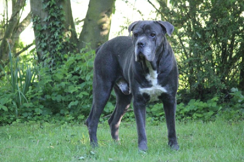 Publication : Dei Molossi D'eburon Auteur : Katja Chtuka