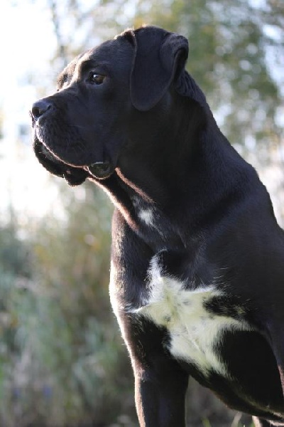 Publication : Dei Molossi D'eburon