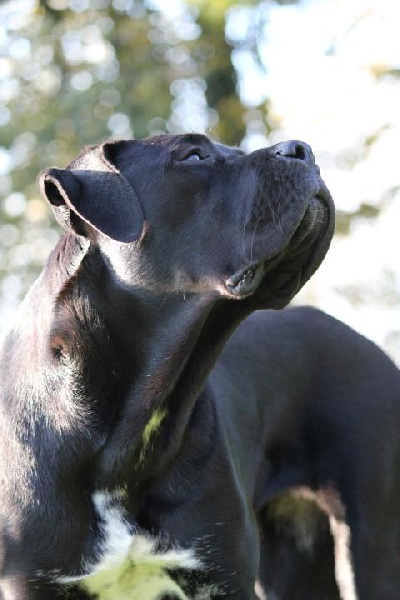 Publication : Dei Molossi D'eburon