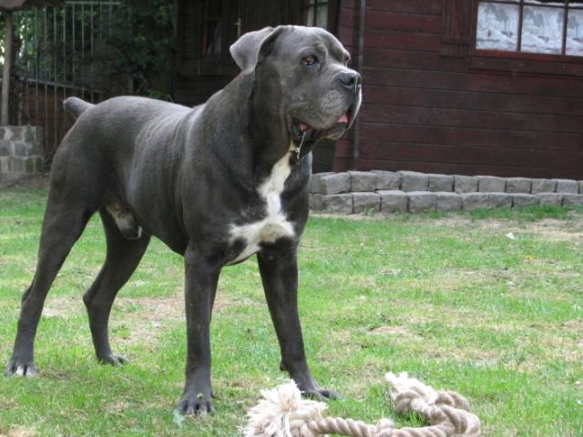 Publication : Dei Molossi D'eburon Auteur : Katja Chtuka