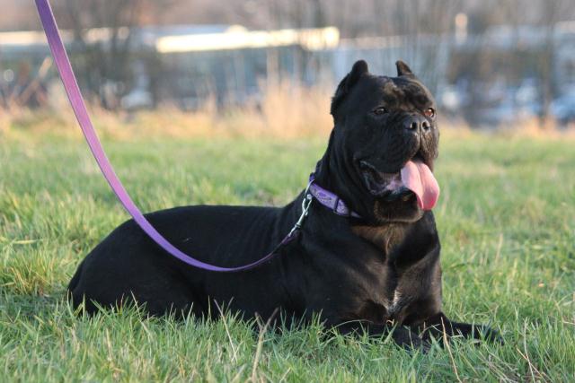 Publication : Dei Molossi D'eburon Auteur : Katja Chtuka