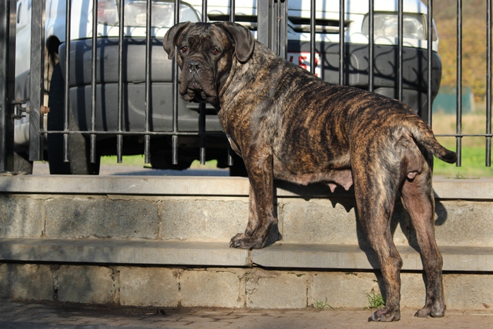 Publication : Dei Molossi D'eburon Auteur : Katja Chtuka