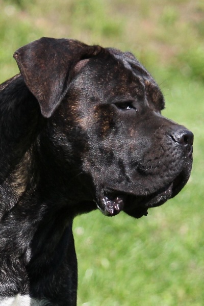 Publication : Dei Molossi D'eburon Auteur : Katja Chtuka