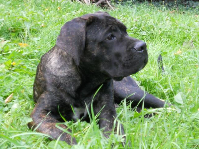 Publication : Dei Molossi D'eburon Auteur : Katja Chtuka