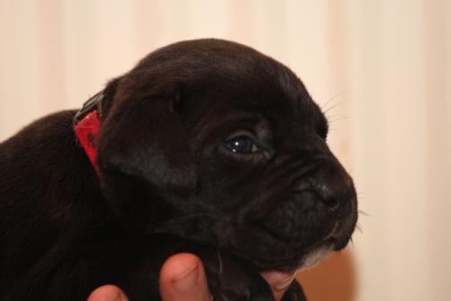 Publication : Dei Molossi D'eburon