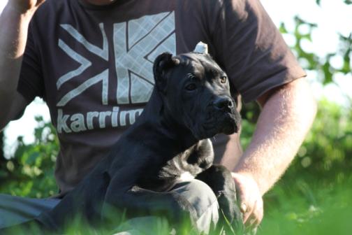 Publication : Dei Molossi D'eburon Auteur : Chtuka