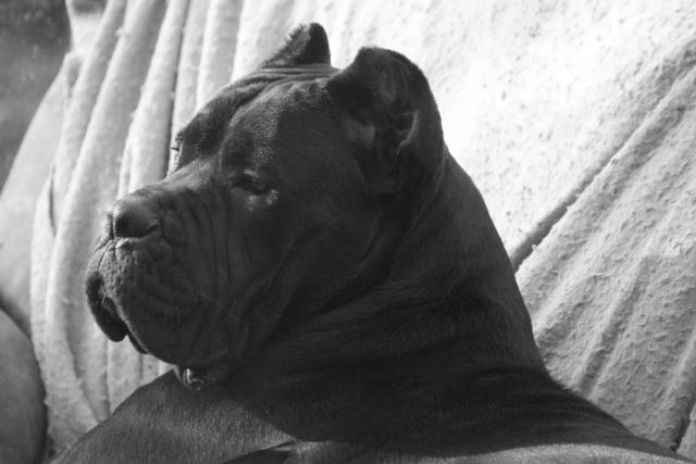 Publication : Dei Molossi D'eburon Auteur : Chtuka