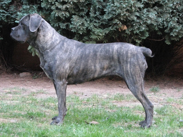 Publication : Dei Molossi D'eburon Auteur : Katja Chtuka