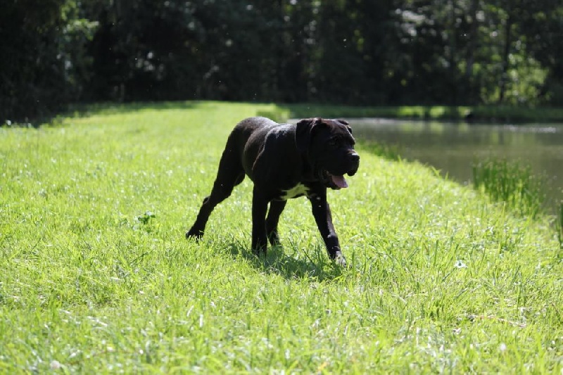 Publication : Dei Molossi D'eburon