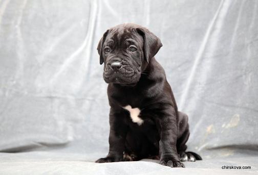 Publication : Dei Molossi D'eburon Auteur : Chtuka