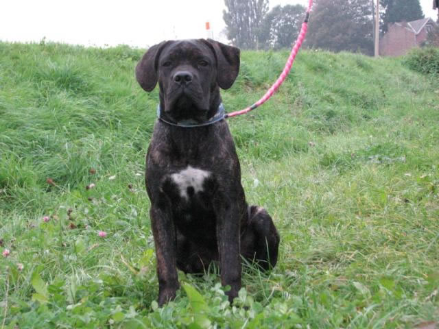 Publication : Dei Molossi D'eburon Auteur : Katja Chtuka