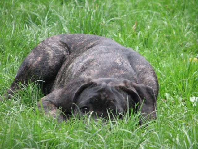 Publication : Dei Molossi D'eburon Auteur : Katja Chtuka