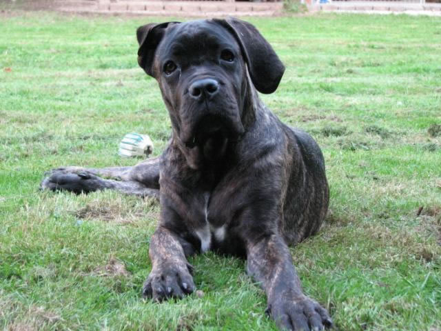 Publication : Dei Molossi D'eburon Auteur : Katja Chtuka