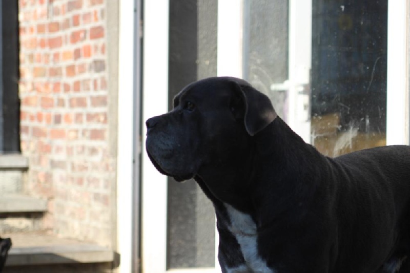 Publication : Dei Molossi D'eburon Auteur : Katja Chtuka