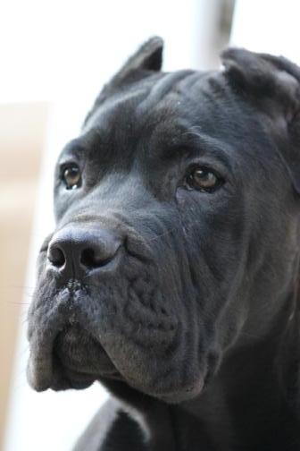 Publication : Dei Molossi D'eburon Auteur : Chtuka