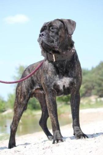 Publication : Dei Molossi D'eburon Auteur : Katja Chtuka