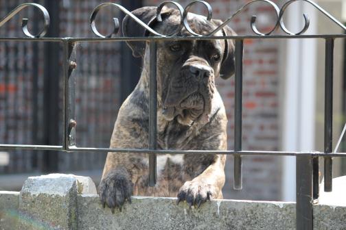 Publication : Dei Molossi D'eburon Auteur : Katja Chtuka