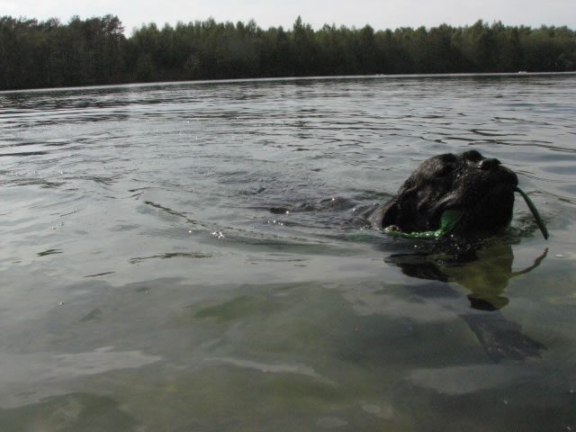 Publication : Dei Molossi D'eburon Auteur : Katja Chtuka