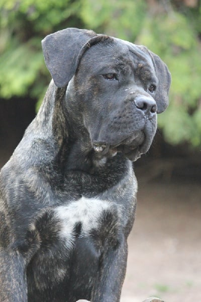 Publication : Dei Molossi D'eburon Auteur : Katja Chtuka