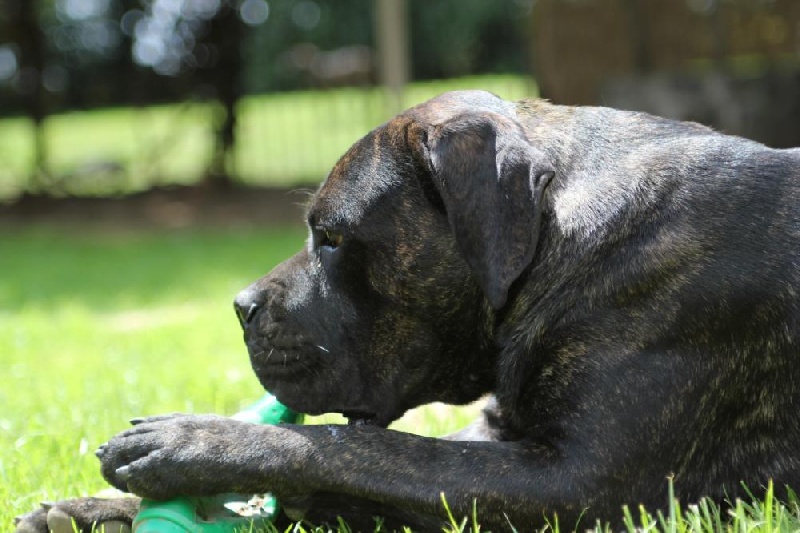 Publication : Dei Molossi D'eburon Auteur : Katja Chtuka