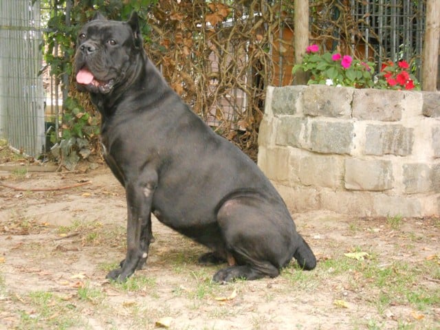 Publication : Dei Molossi D'eburon Auteur : Katja Chtuka