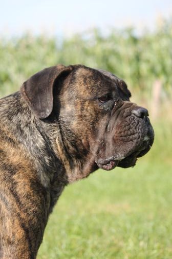 Publication : Dei Molossi D'eburon Auteur : Katja Chtuka