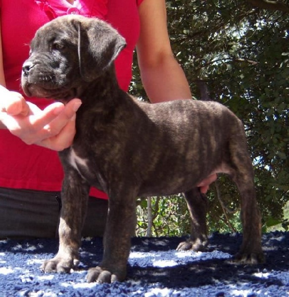 Publication : Dei Molossi D'eburon Auteur : Katja Chtuka