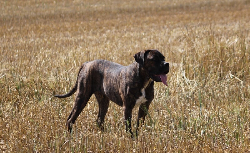 Publication : Dei Molossi D'eburon Auteur : Chtuka