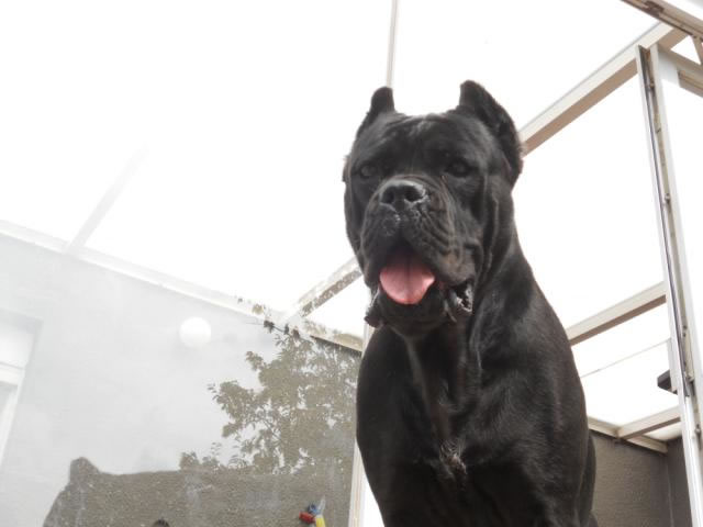 Publication : Dei Molossi D'eburon Auteur : Katja Chtuka