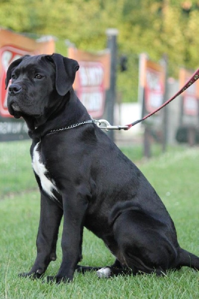 Publication : Dei Molossi D'eburon