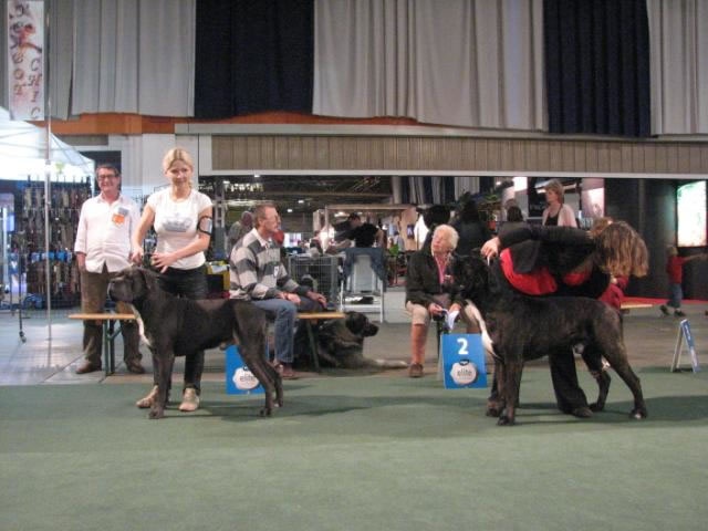 CH. Arek De la horde du bois des centaures - 1EX CAC/CACIB BOB GOLDEN WINNER (Classe Champion)