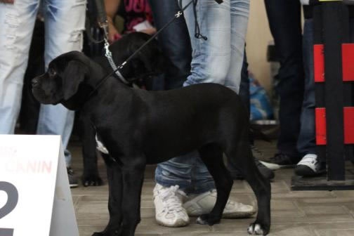 Kobra Dei Molossi D'eburon - 2 Very Promissing (babyclass)