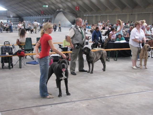 CH. Arek De la horde du bois des centaures - 3EX (Classe ouverte)