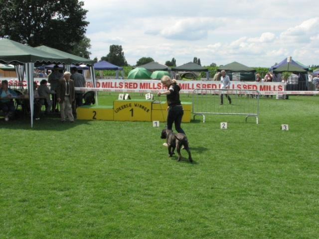 Rothorm Jy Dream Million dollar baby - Promissing (Classe bébé)