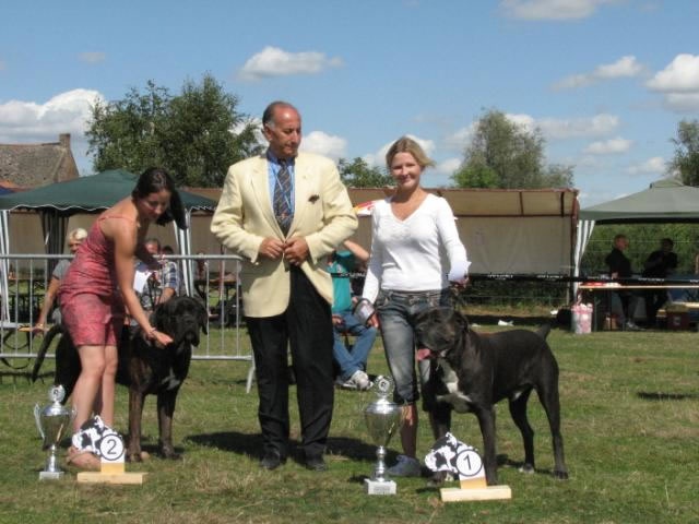 CH. Arek De la horde du bois des centaures - 1EX CAC BOS (Classe champion)