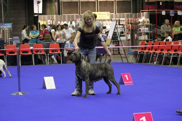 saxellum Nina - 1EX CAC/CACIB/BOS (openclass)