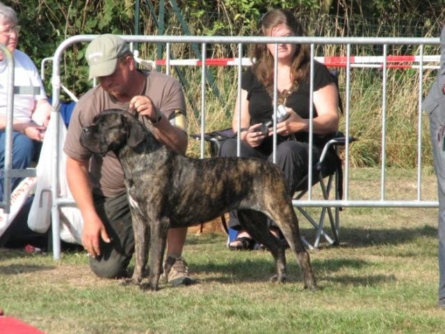 Rothorm Jy Dream Million dollar baby - 1EX CAC BOB (Classe intermediaire)