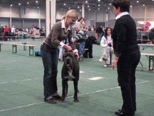CH. Arek De la horde du bois des centaures - 1EX CAC/CACIB/BOB (Classe champion)