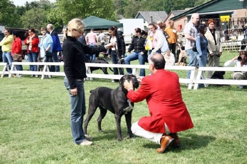 CH. Arek De la horde du bois des centaures - 3EX (18 chiens) (Classe ouverte)