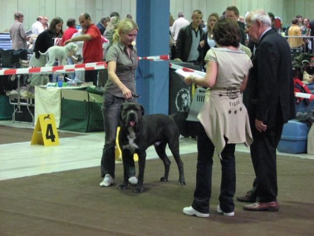 CH. Arek De la horde du bois des centaures - 3TB (Classe ouverte)