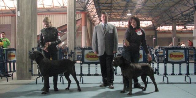 CH. Arek De la horde du bois des centaures - 1EX CACIB BOB INTERNATIONAL CHAMPION (Classe champion)