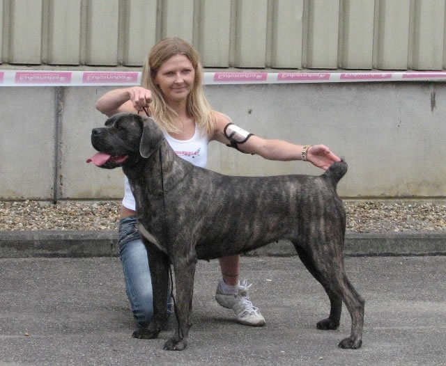 saxellum Nina - 1EX CAC/CACIB/BOB (classe intermédiaire)