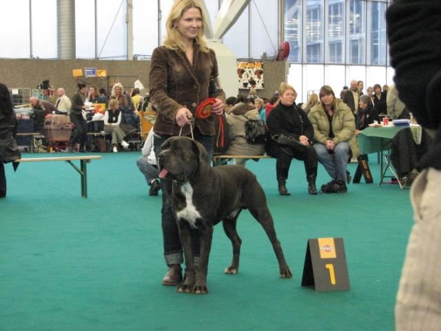CH. Arek De la horde du bois des centaures - 1EX CAC/CACIB/BOB/WINNER (Classe champion)