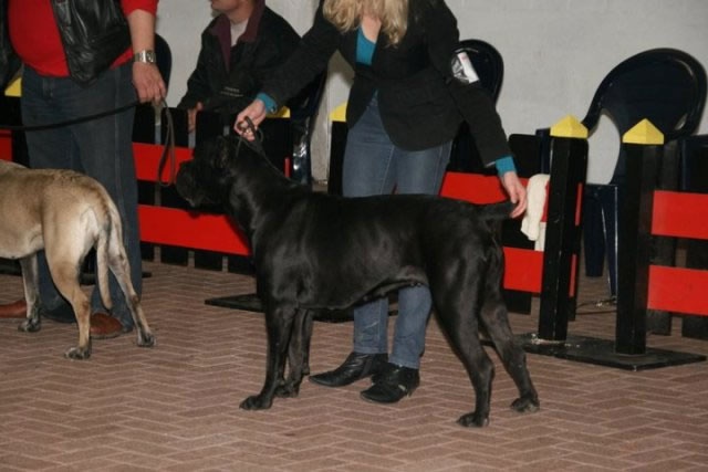 Rothorm Jy Dream V for vendetta - 1EX (classe intermediair) Meilleur femelle/BOS (