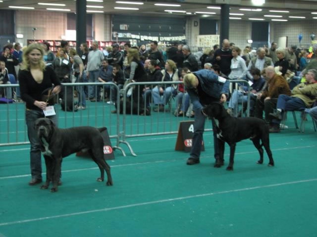 CH. Arek De la horde du bois des centaures - 1EX RCAC/RCACIB (Classe intermédiaire)