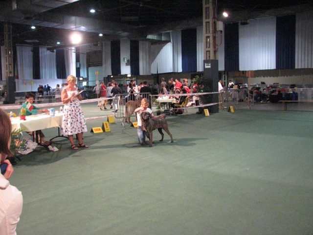 saxellum Nina - 1EX RCAC/RCACIB (classe intermédiaire)